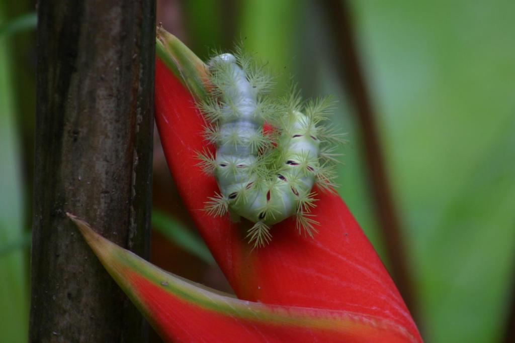 Fotografie z fotogalerie ubytování Oasi v destinaci Cahuita