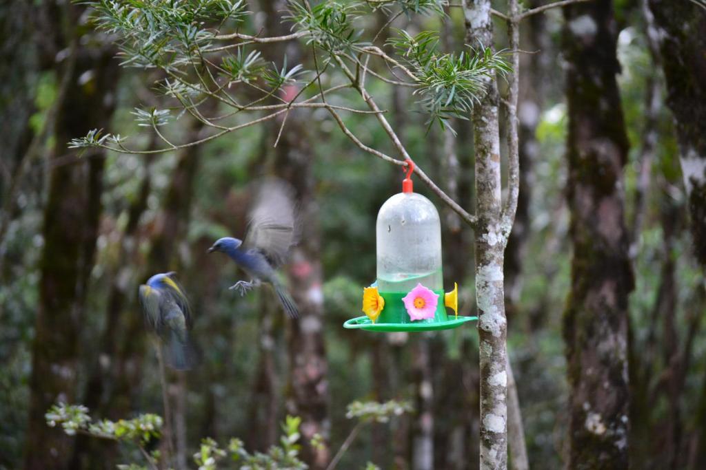  Chalés Caminho das Pedras