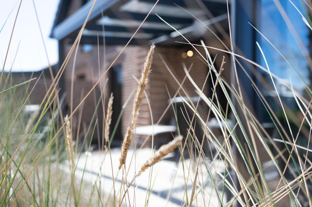 a close up of tall grass in front of a house at Haus Strandhafer in Wangerland