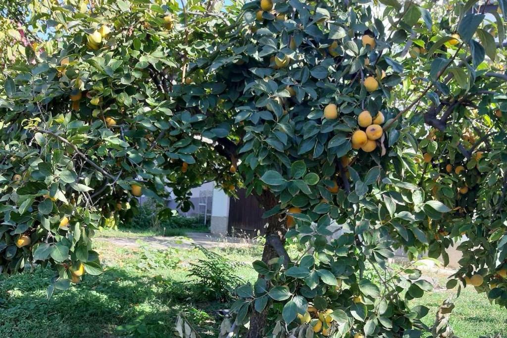 Φωτογραφία από το άλμπουμ του Villa Karetka Orizari σε Orizari