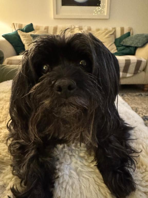 Et eller flere kæledyr der bor med gæster på Sugar Brook Retreat