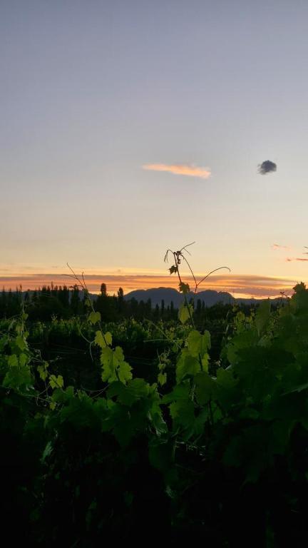 een helikopter die bij zonsondergang over een veld vliegt bij Cabaña Oliva - Privacidad frente a los viñedos in San Rafael