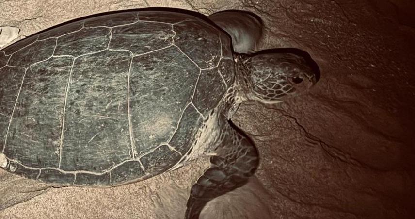 Zvířata v penzionu nebo okolí