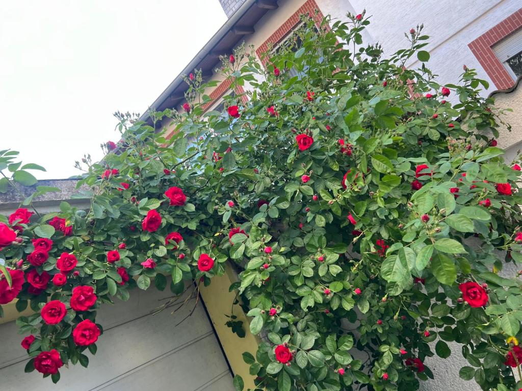 a planter with red roses on the side of a house at Apartament in Bürstadt