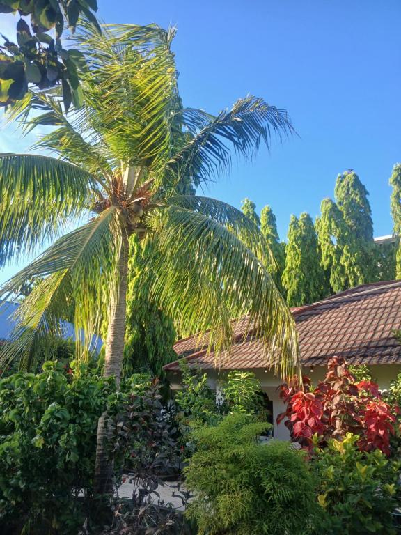 En have udenfor KIVi Cottages Nungwi