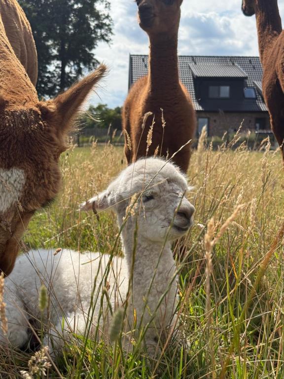 Άλλα ζώα σε αυτό το διαμέρισμα ή στη γύρω περιοχή