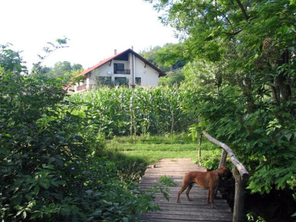 een hond die op een pad in een bos staat bij Erdőalja-Padlástér in Jásd