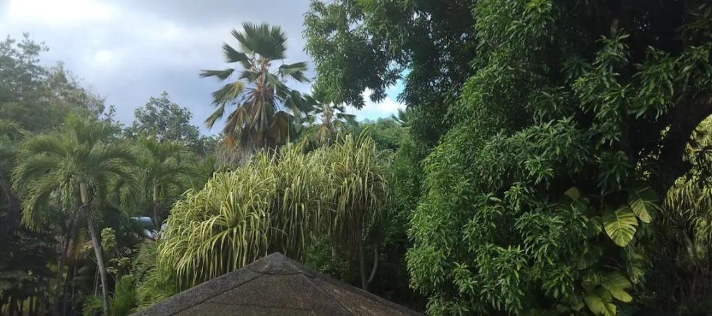 Сад в La Canopée II