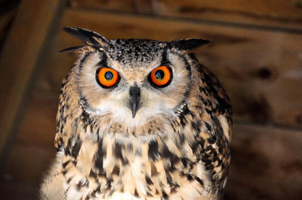 Derechos de imagen reservados por Booking.com