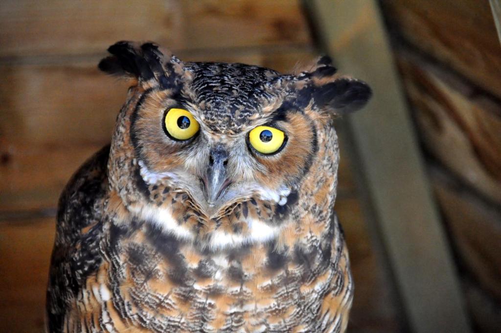 Derechos de imagen reservados por Booking.com