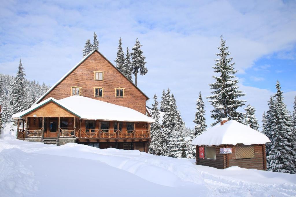 Shovkova kosytsya v zimě