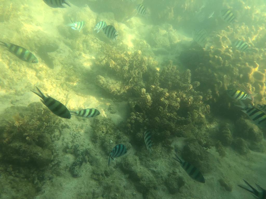a group of fish swimming in the ocean at Bo25 lla in Amphoe Koh Samui