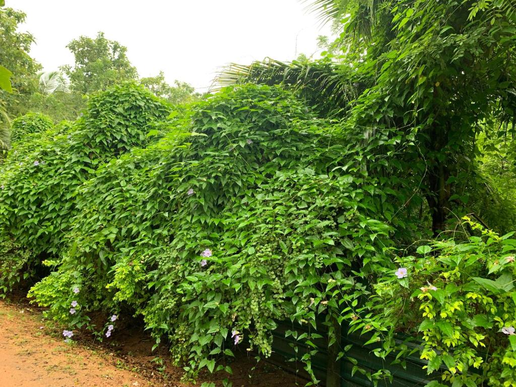 una fila di piante con fiori bianchi su una strada di Forest Villa Nature Resort a Anuradhapura
