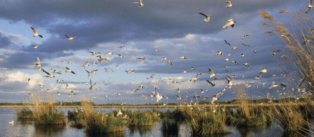 a flock of birds flying over a body of water at Le Carré d'Etoiles / Domaine de la Crapaudine in Rosnay