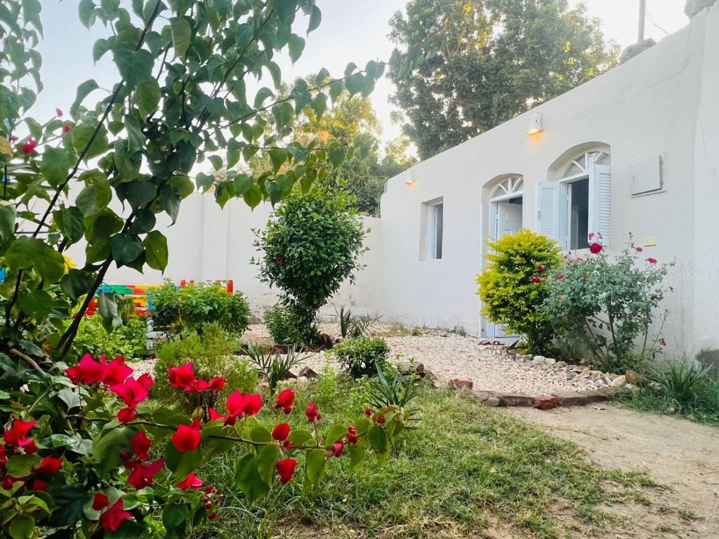 a garden in front of a white house with red flowers at Nile Flower Guesthouse in Luxor