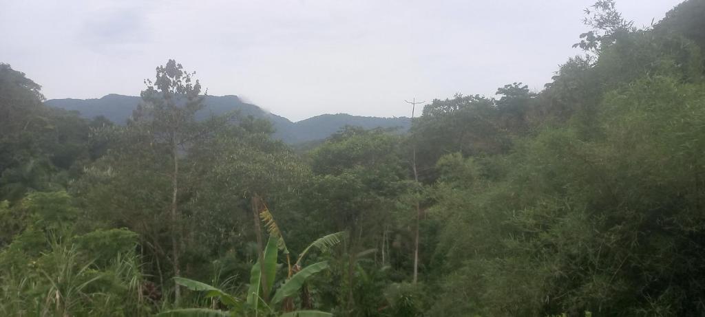 De la rosa y el canto de los pájaros في باراتي: غابة من الأشجار مع الجبال في الخلفية