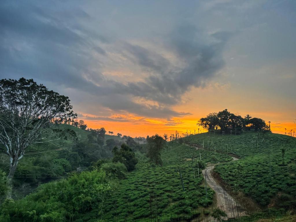 Um pôr do sol sobre um campo de chá com árvores em uma colina. em Rafters Retreat Coorg - The Riverside Homestay em Srimangala