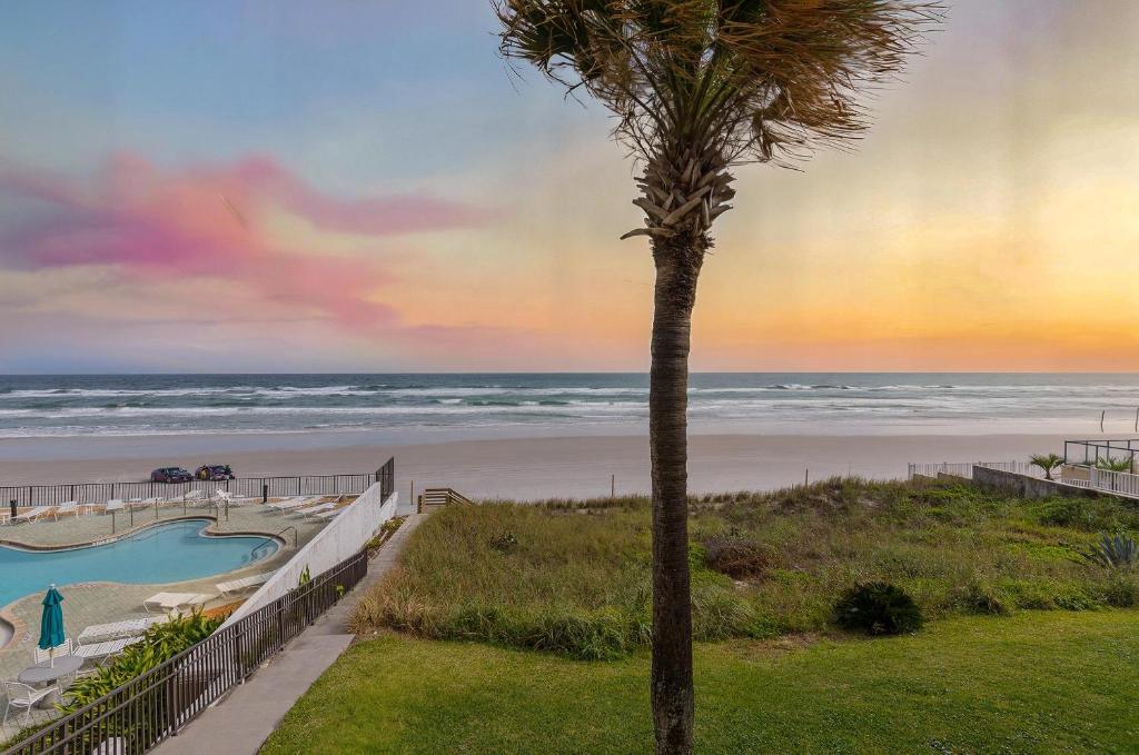 een palmboom naast een strand met de oceaan bij Zodiac 4 in Halifax Estates