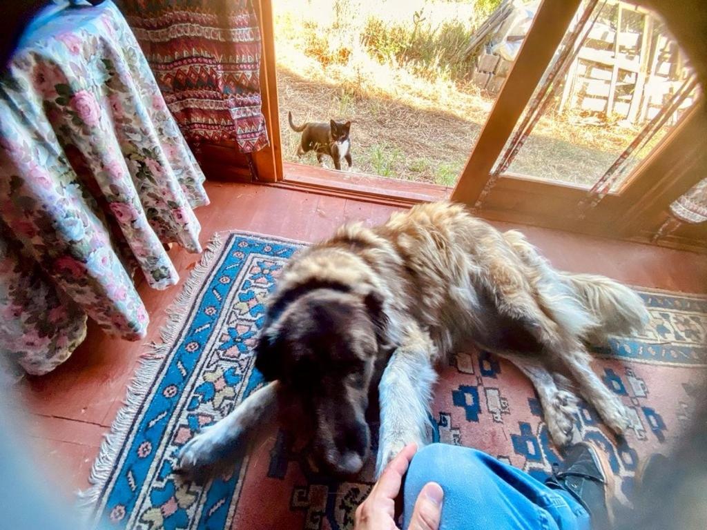 Κατοικίδιο ή κατοικίδια επισκεπτών που μένουν στο Herdade de Açores