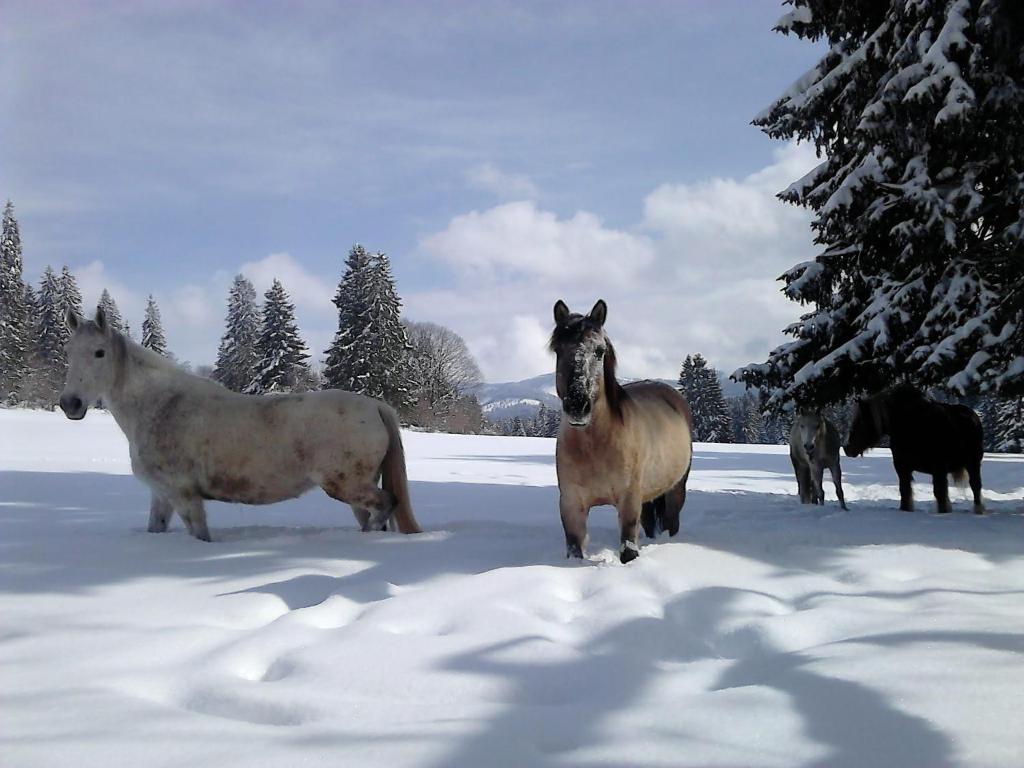 Zvířata v apartmánu nebo okolí