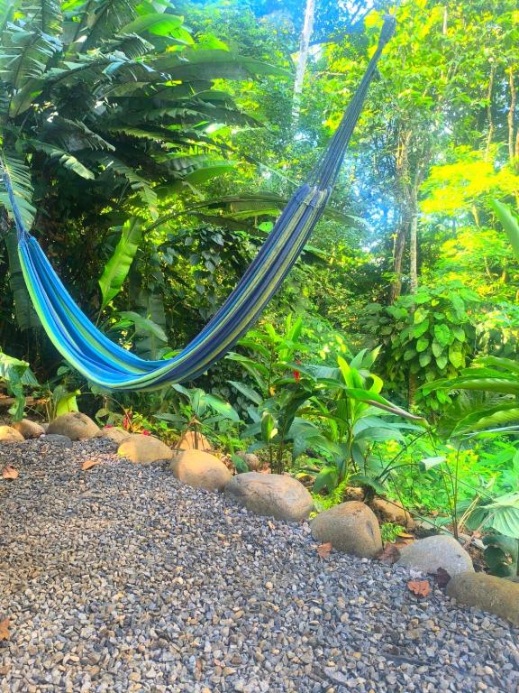 a hammock in the middle of a forest at Monstera Forest Lodge in Fortuna
