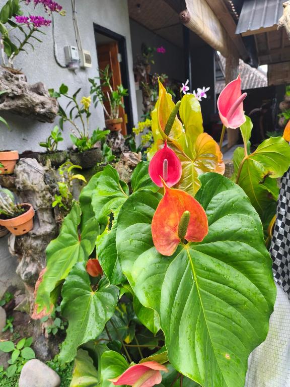 Manuk Dewata Villa - 9