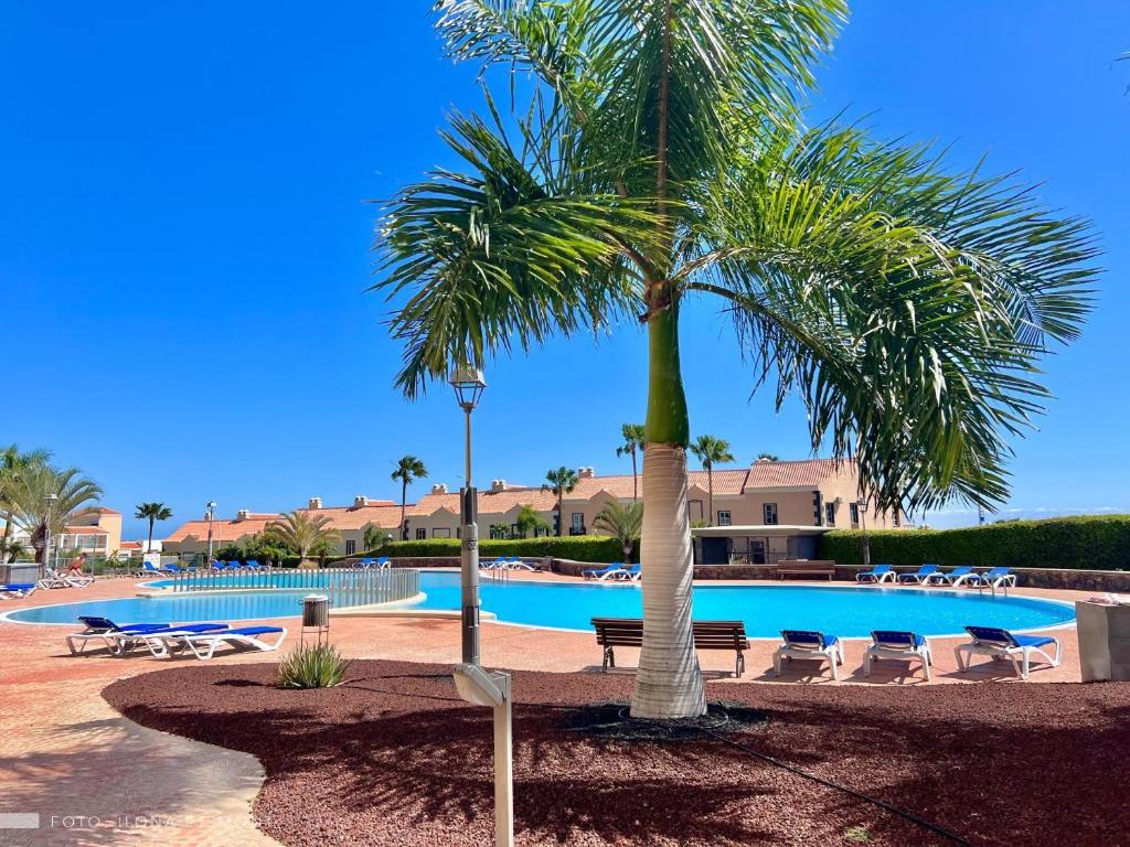 palma di fronte alla piscina di Apartamento Isla Feliz a San Miguel de Abona