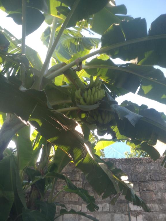 صورة لـ Diadema Ocean Resort Pwani في بواني ماكهانجاني