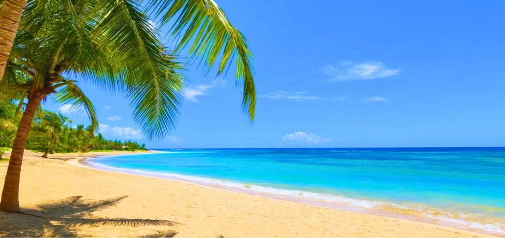uma praia com duas palmeiras e o oceano em Harmonia - Sunbeha resort, Juan Dolio em Juan Dolio