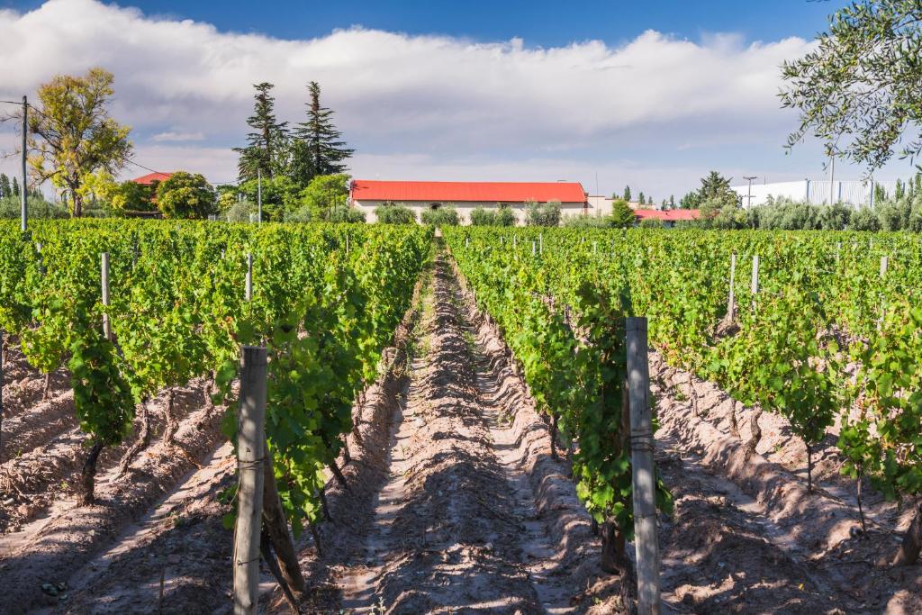 a field of vines with a barn in the background at Club Tapiz in Chacras de Coria