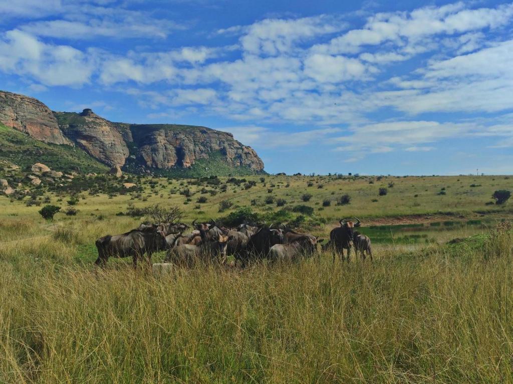 a herd of animals in a field of tall grass at Mount Everest Guest Farm in Harrismith