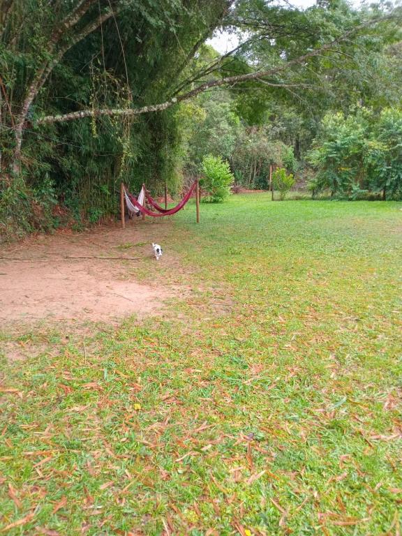 a dog standing in a field with a hammock at camping elementais in São Thomé das Letras