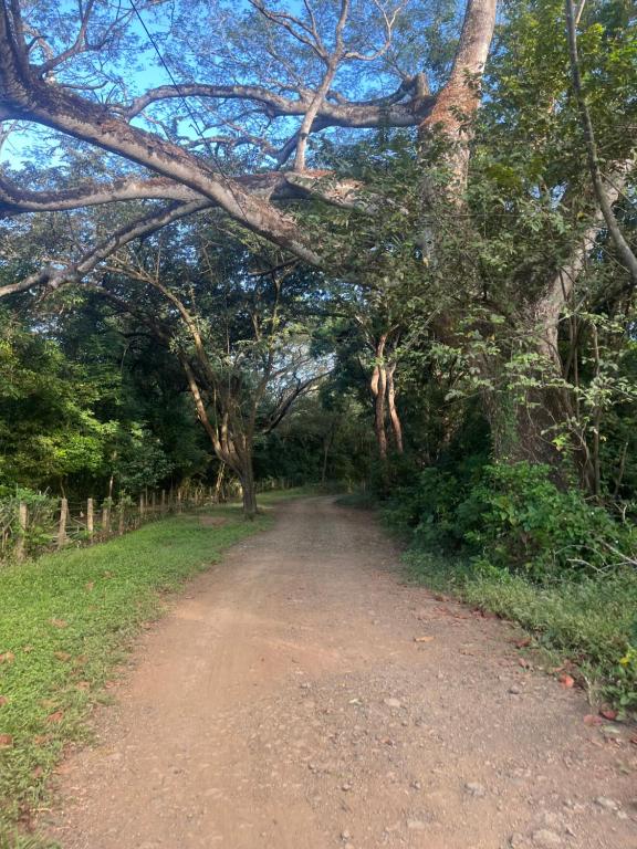 Centro Holistico Casa Orion في سانتا كروز: طريق ترابي به أشجار على جانبي