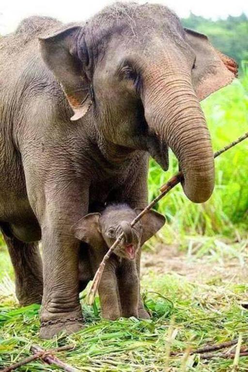 a baby elephant standing next to an adult elephant at Share Safari Cottage in Udawalawe