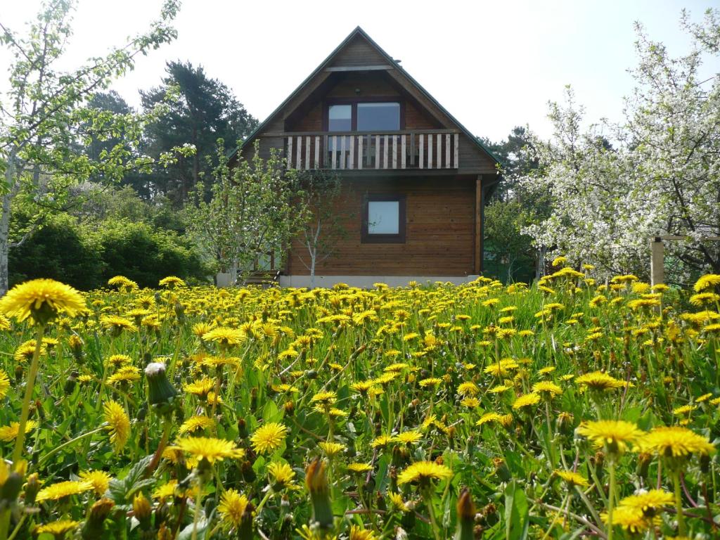 a field of yellow flowers in front of a house at Holiday House Niedras Jurmala in Jūrmala