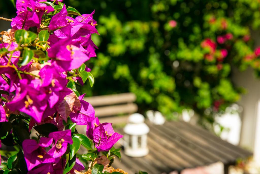 54 Santa Catarina Apartments - 14