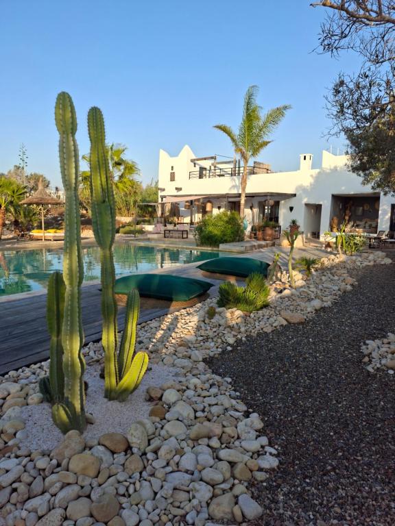 a cactus and a swimming pool in front of a house at Les jardins de Silona, piscine chauffée in Essaouira