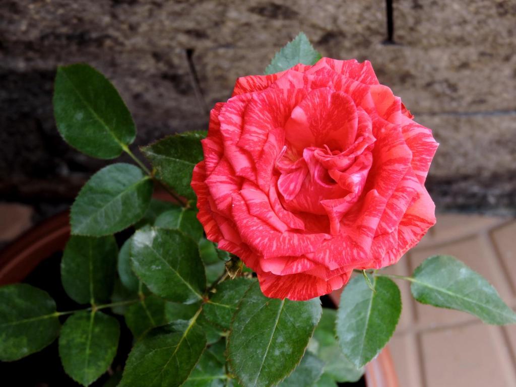  Pousada Pedra Rosa