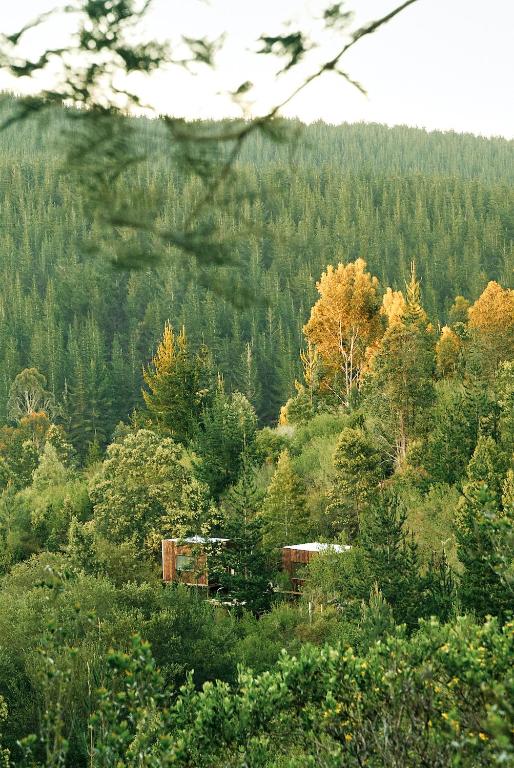 a forest of trees with a building in the middle at Serene Cabin in a Private Forest in Sedgefield