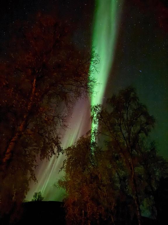an aurora shines in the sky over some trees at Sørstraumen View in Nordstraumen