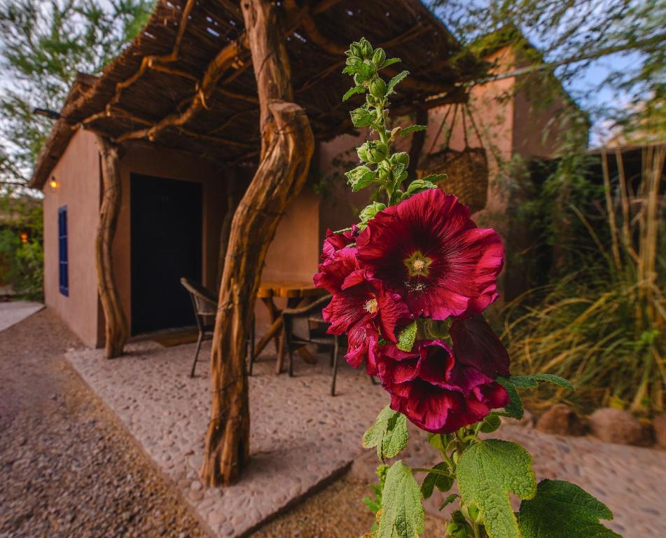 Ckoi Atacama Lodge في سان بيدرو دي أتاكاما: زهرة حمراء أمام منزل صغير
