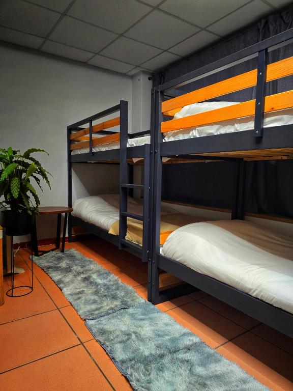 2 literas en una habitación con maceta en Hostel Cangas Backpackers, en Cangas de Morrazo
