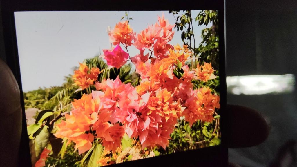 Boukot OuolofにあるTortuga Lodge Mission BaoBabのピンクとオレンジの花束