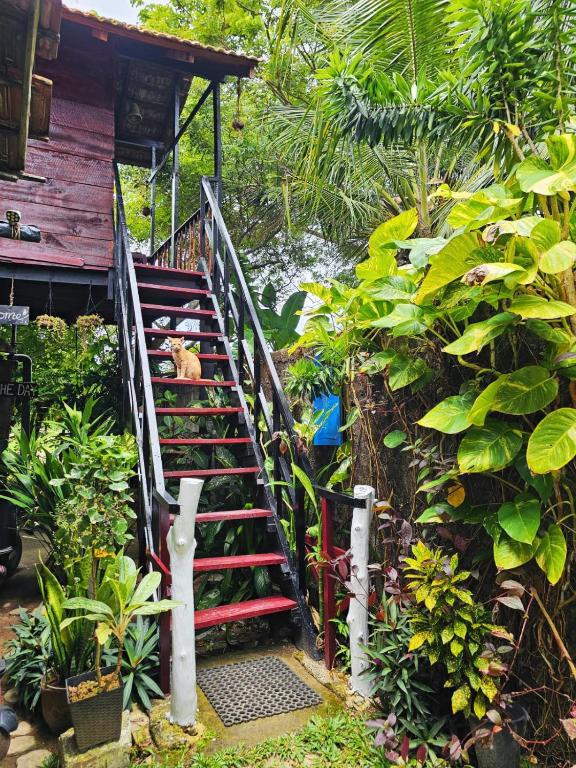 Bird House Mirissa - 17