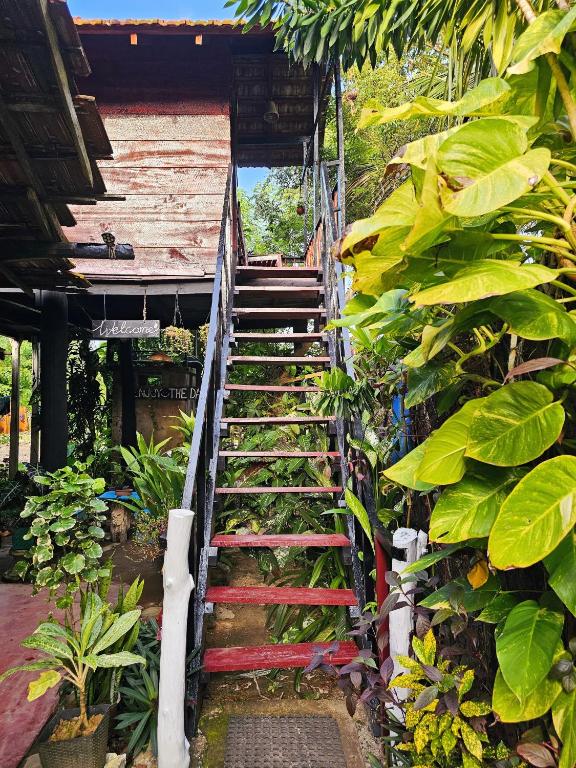 Bird House Mirissa - 13