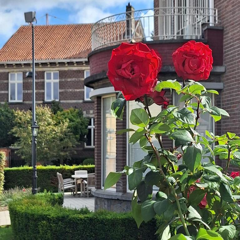 two red roses on a bush in front of a house at Villa Bonifica in Riemst