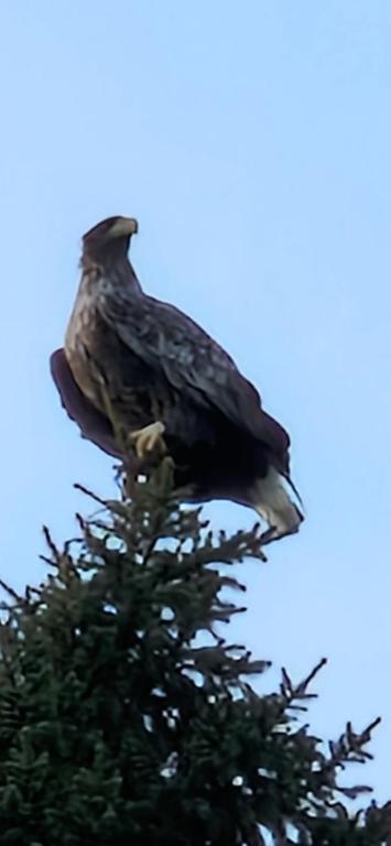 een vogel op een boom bij Harestua 