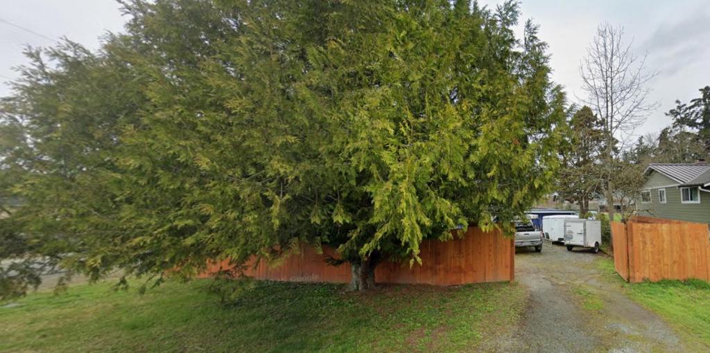 un grande albero in un cortile vicino a una recinzione di The basics in Edgewood a Edgewood