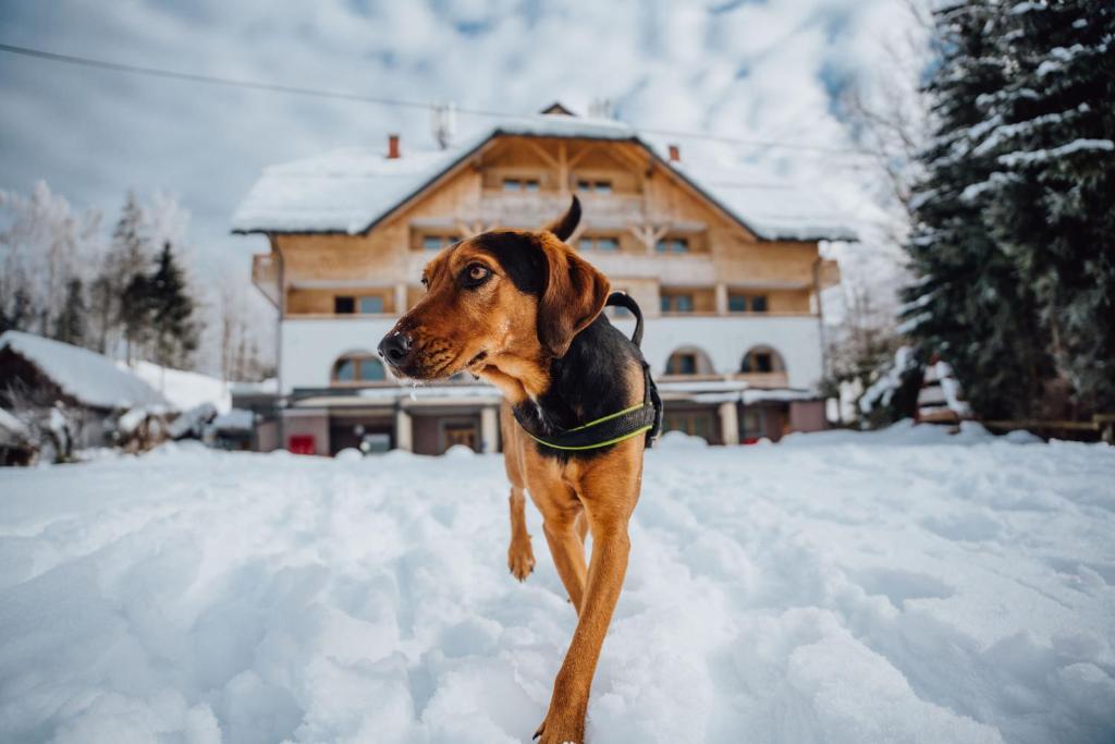 Apartmaji Triglav v zimě