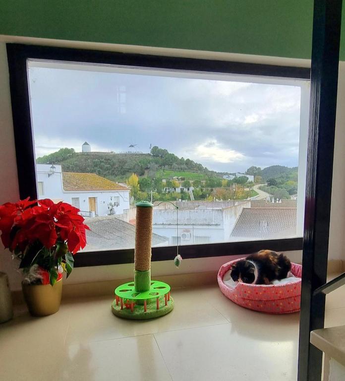 a cat sleeping in a cat bed in front of a window at HuesPet&You in Sanlúcar de Guadiana